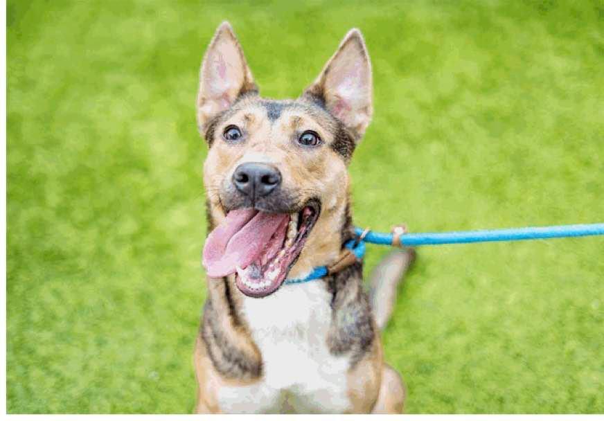 Enlarge Zoe, a Adoptable Shepherd in Sunnyvale, CA image 1/1