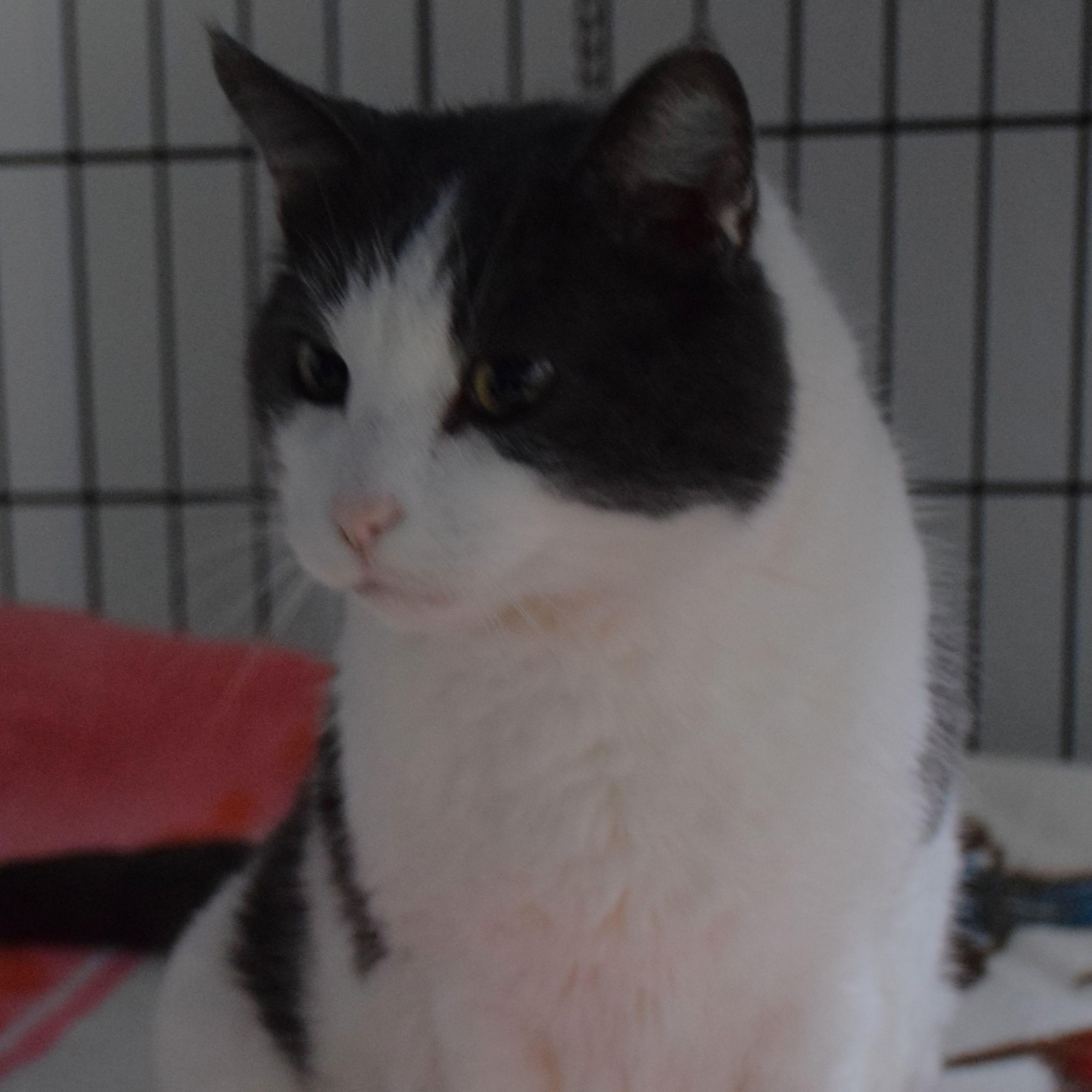 Enlarge Pepper, a ADOPTABLE Domestic Short Hair in Claresholm, AB image 1/1