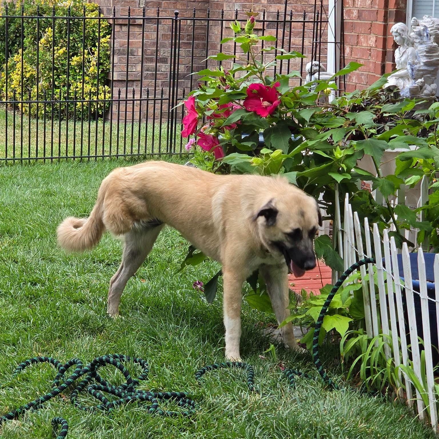 April, Adoptable, Adult Female Anatolian Shepherd & Caucasian Sheepdog / Caucasian Ovtcharka.