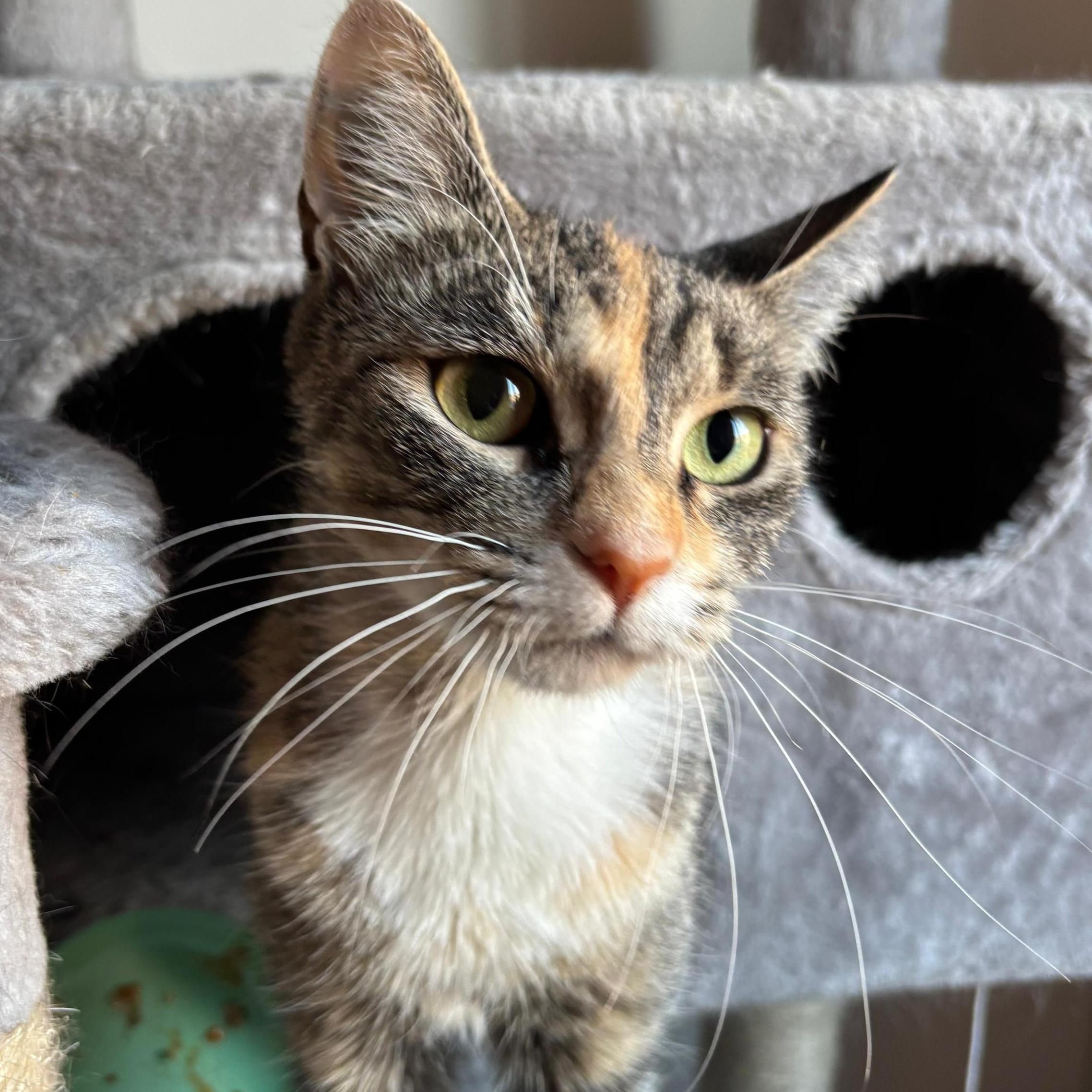 Starla, Adoptable, Adult Female Dilute Calico.