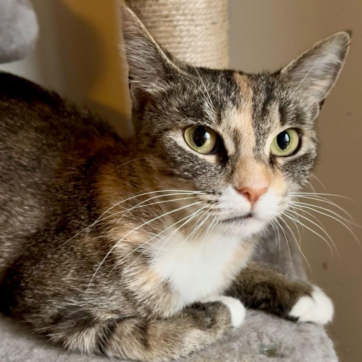 Starla, a Adoptable Dilute Calico in Astoria, NY image 2/5