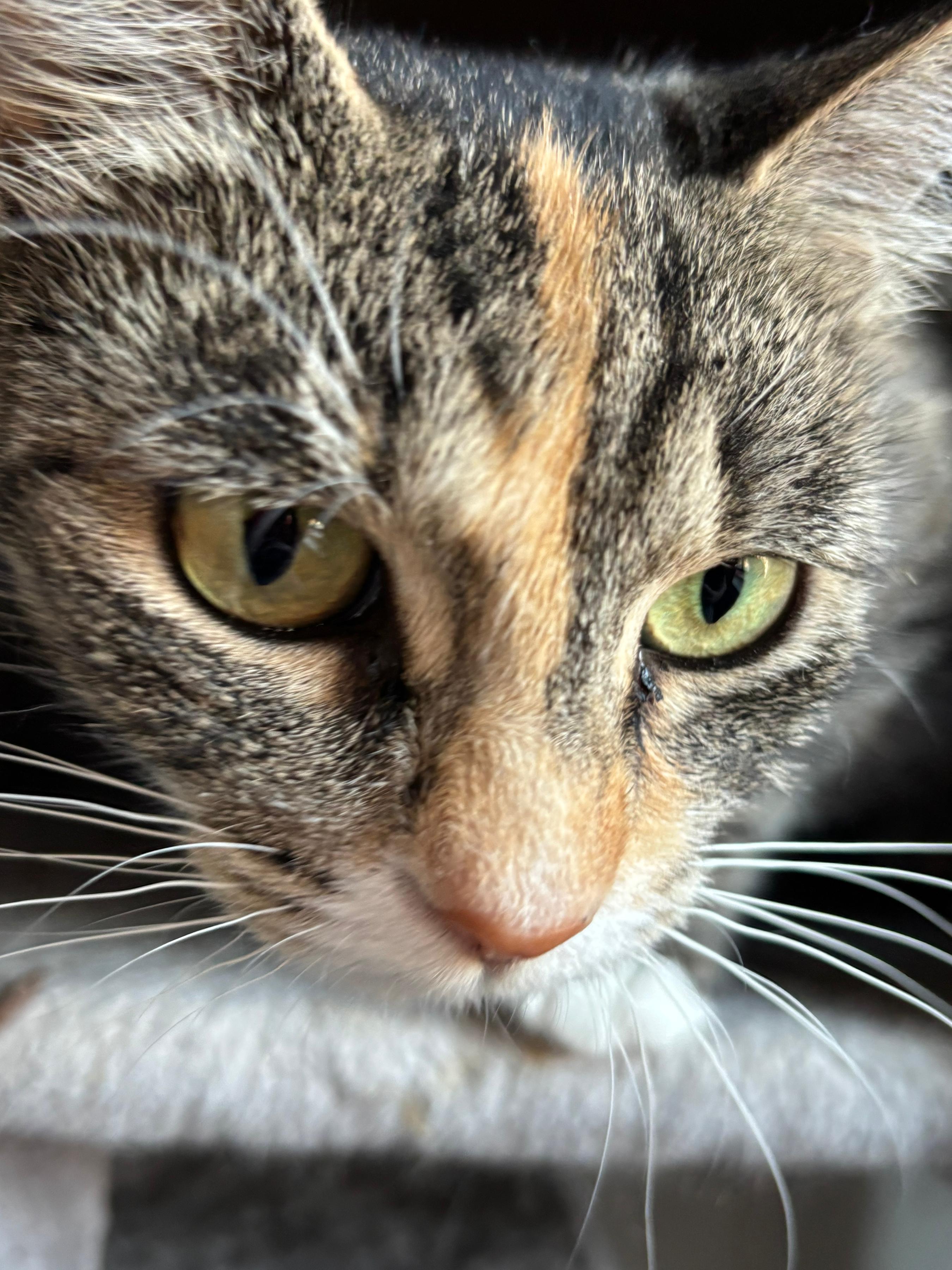 Starla, a Adoptable Dilute Calico in Astoria, NY image 5/5