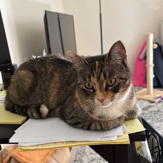 Starla, a Adoptable Dilute Calico in Astoria, NY image 3/5