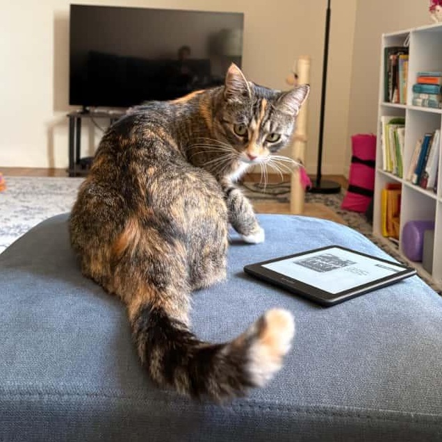 Starla, a Adoptable Dilute Calico in Astoria, NY image 4/5