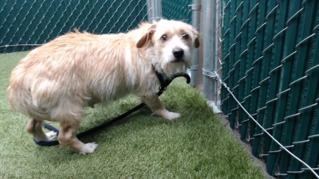 ELIZABETH, Adoptable, Young Female Terrier.