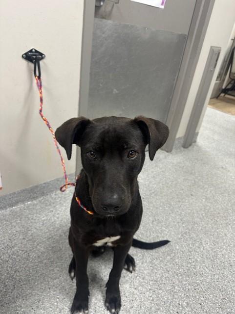 JUDE, Adoptable, Young Male Labrador Retriever & Mixed Breed.