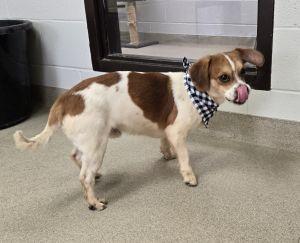Beau, a ADOPTABLE Beagle in Bucyrus, OH image 4/5