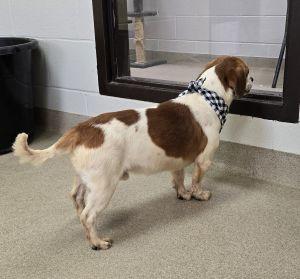 Beau, a ADOPTABLE Beagle in Bucyrus, OH image 5/5