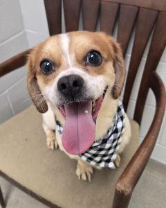Beau, a ADOPTABLE Beagle in Bucyrus, OH image 2/5