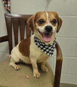 Beau, a ADOPTABLE Beagle in Bucyrus, OH image 1/5