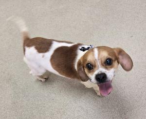 Beau, a ADOPTABLE Beagle in Bucyrus, OH image 3/5