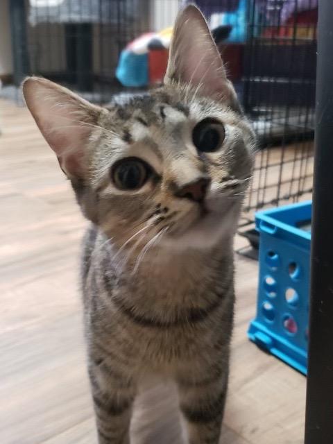 Mia, Adopted, Adult Female Domestic Short Hair.