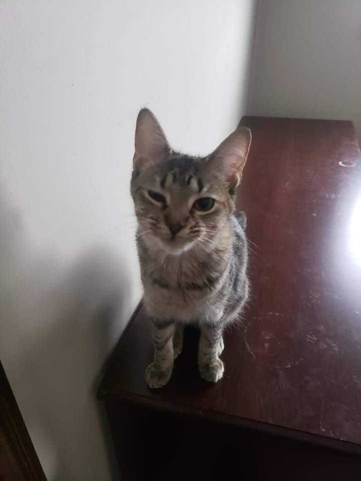 Enlarge Mia, a Adopted mixed breed in Muskegon, MI image 2/4