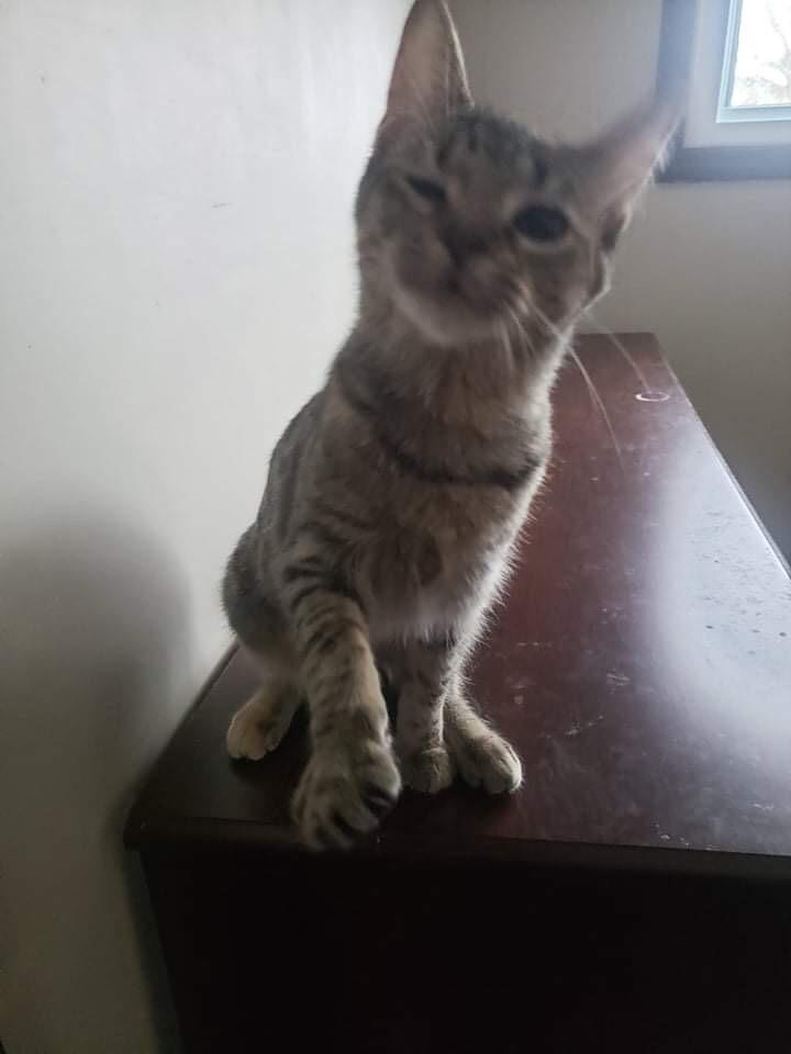 Enlarge Mia, a Adopted mixed breed in Muskegon, MI image 3/4