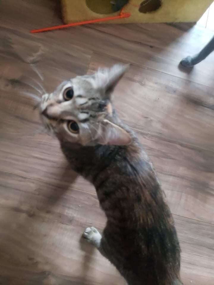 Enlarge Mia, a Adopted mixed breed in Muskegon, MI image 4/4