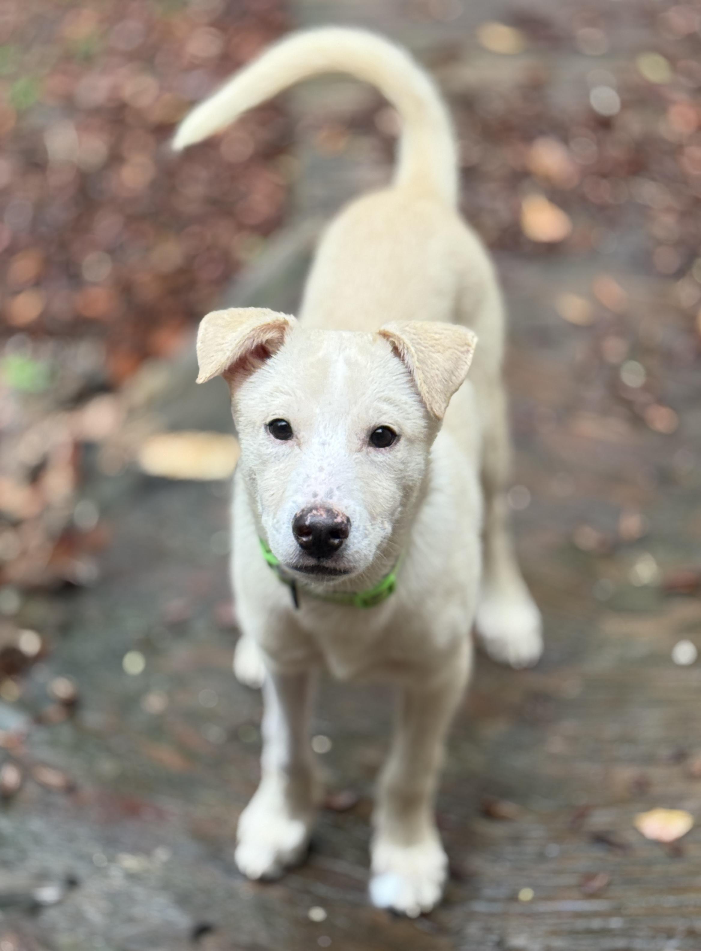Enlarge Giovanni Giono, a ADOPTABLE mixed breed in Deltona, FL image 4/4