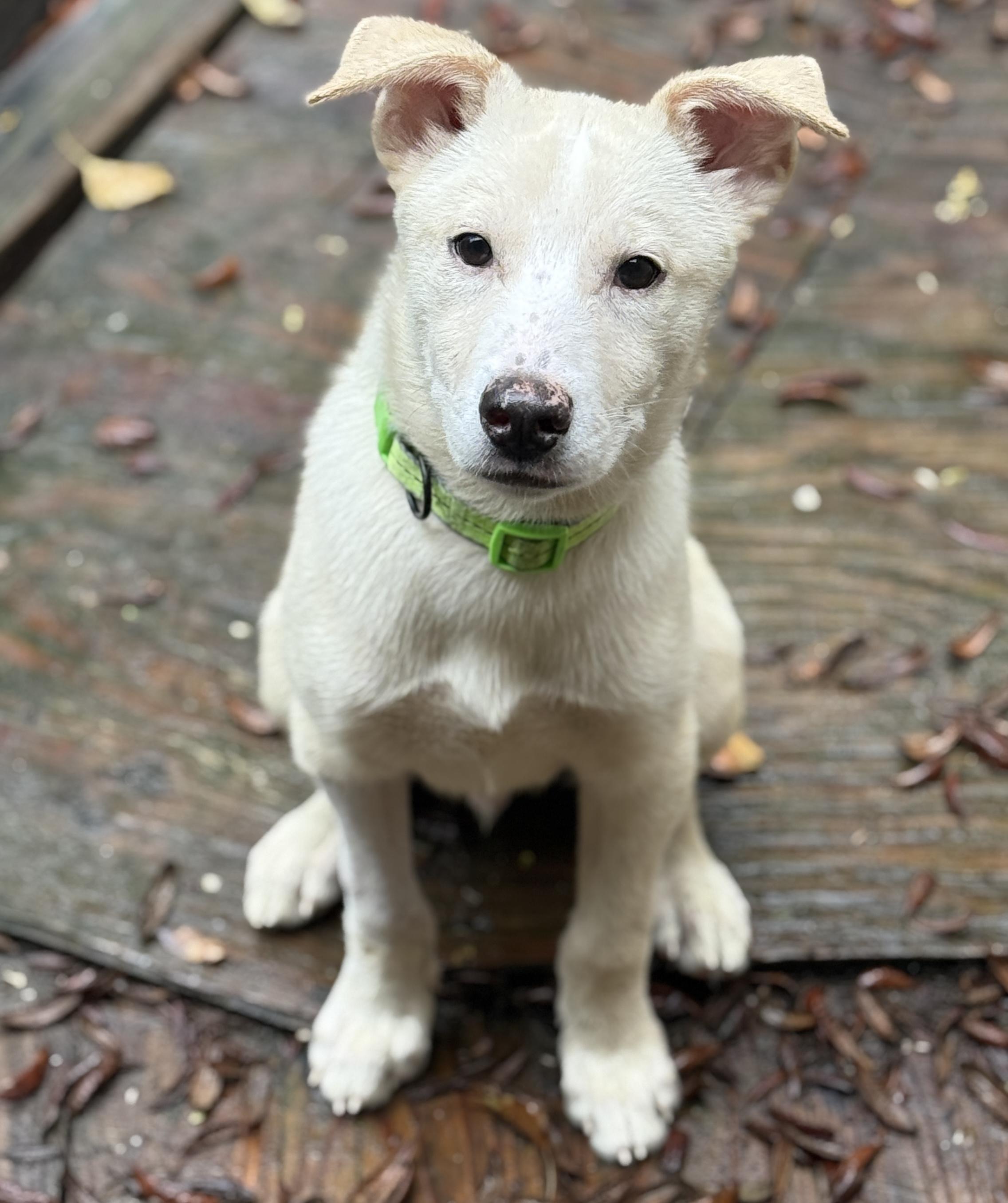 Enlarge Giovanni Giono, a ADOPTABLE mixed breed in Deltona, FL image 3/4