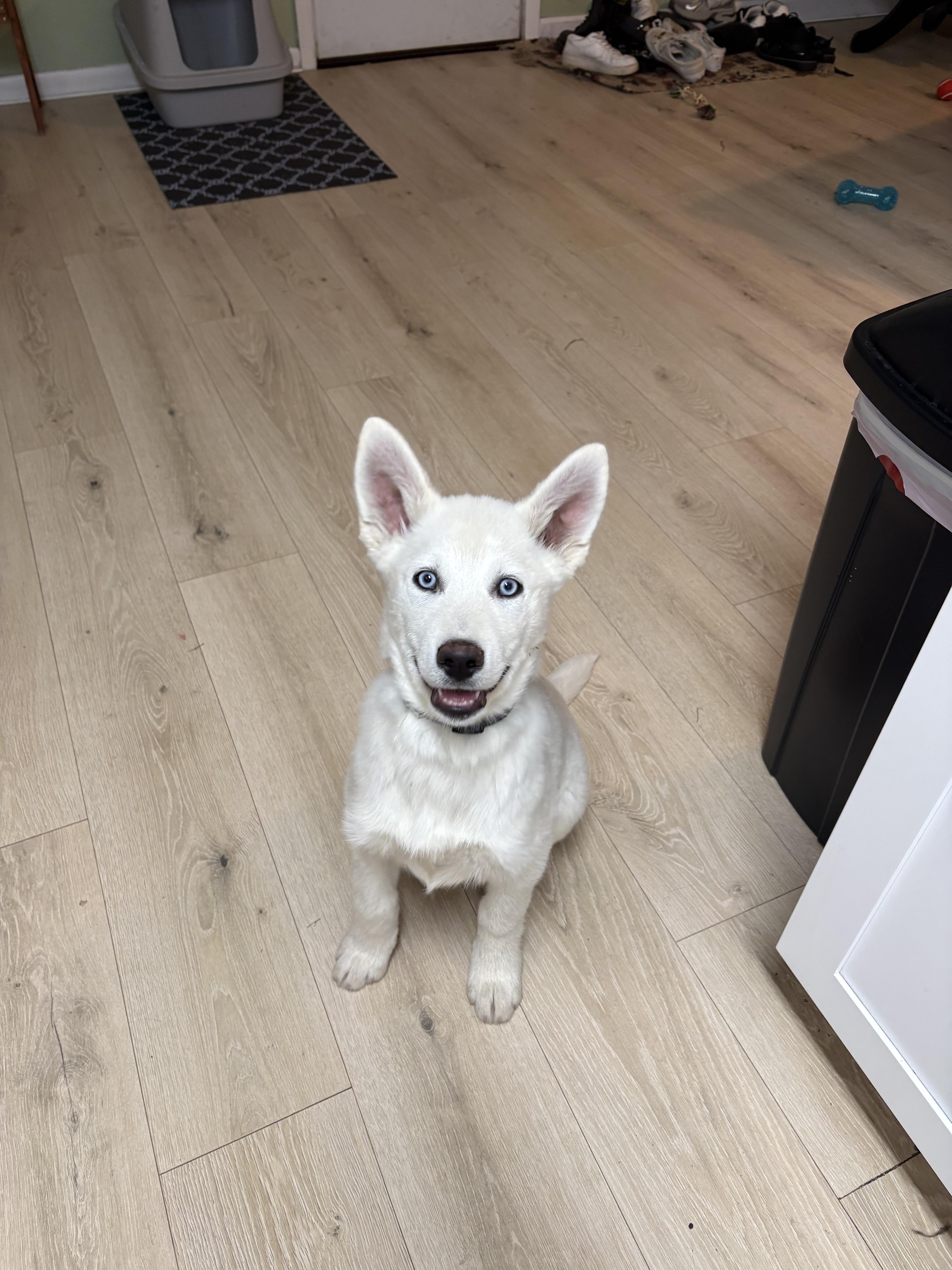 Apollo, Adopted, Young Male German Shepherd Dog & Siberian Husky.