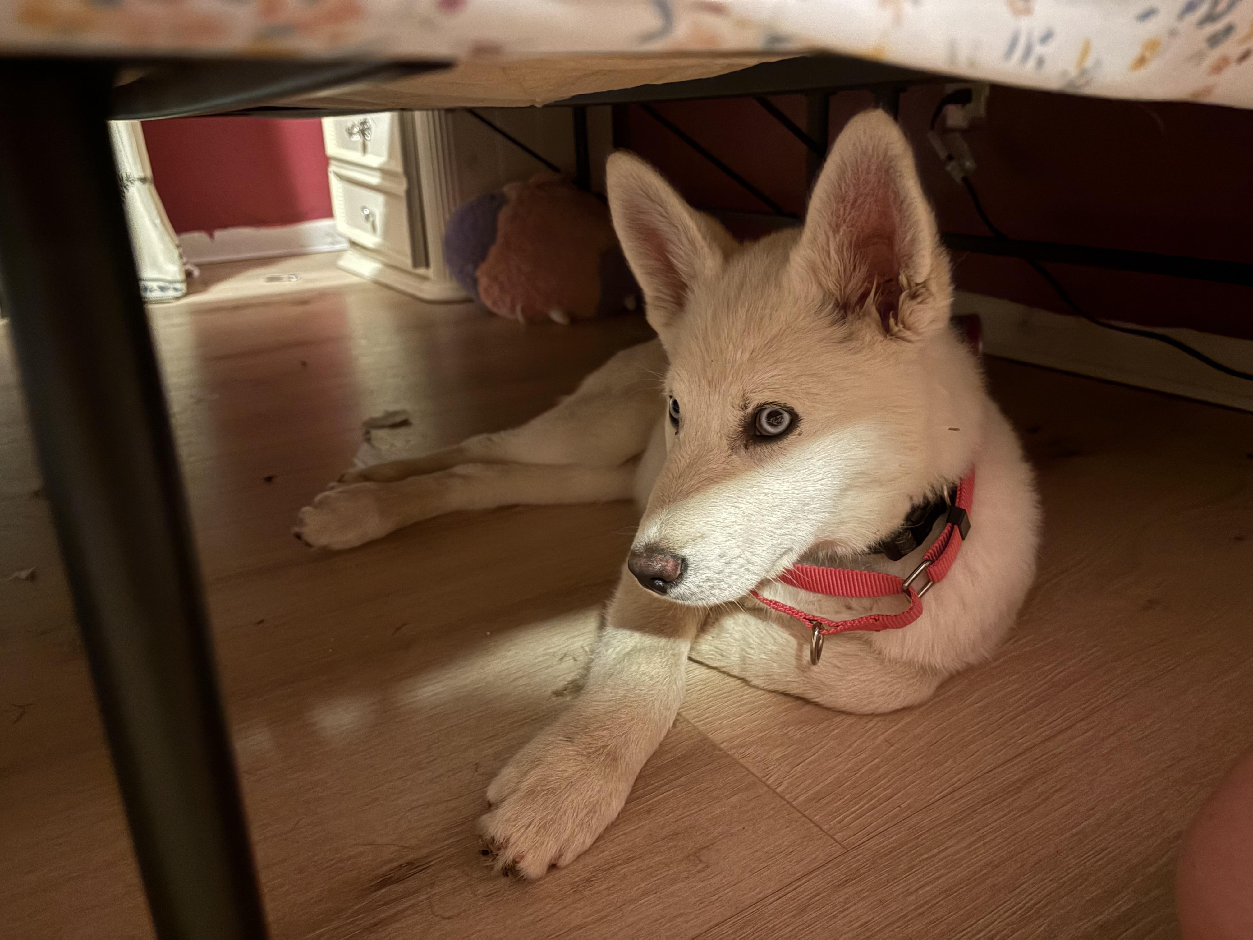 Enlarge Apollo, a Adopted mixed breed in Bradenton, FL image 2/6