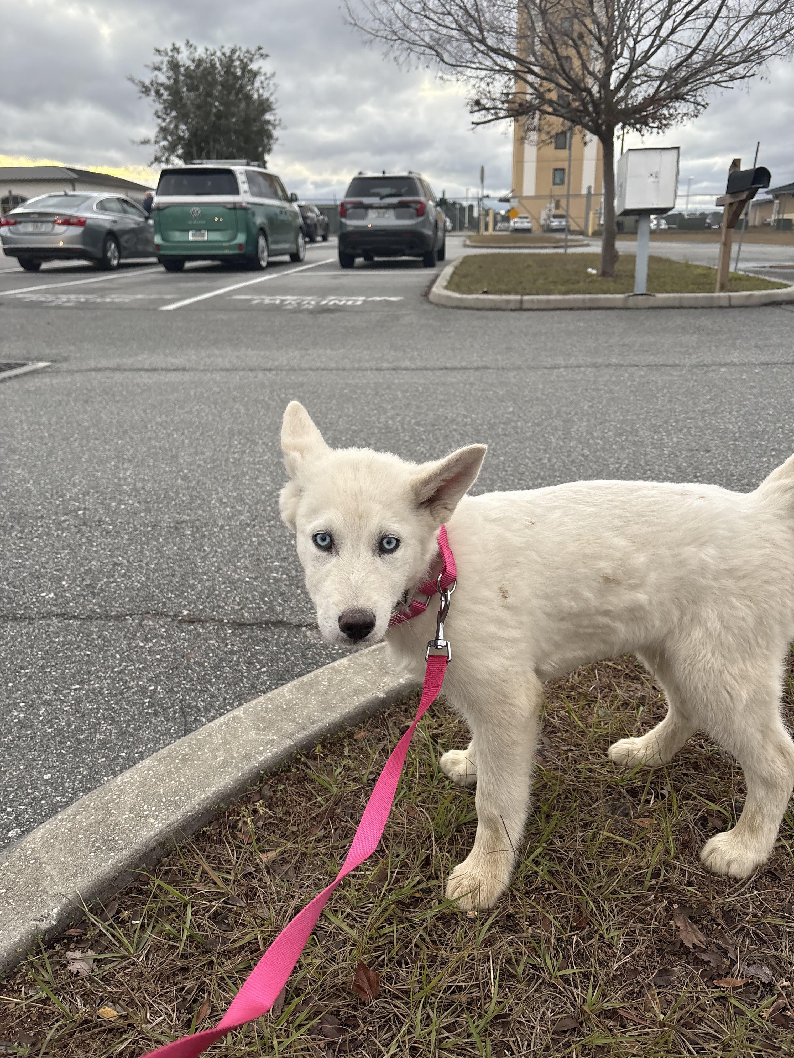 Enlarge Apollo, a Adopted mixed breed in Bradenton, FL image 3/6