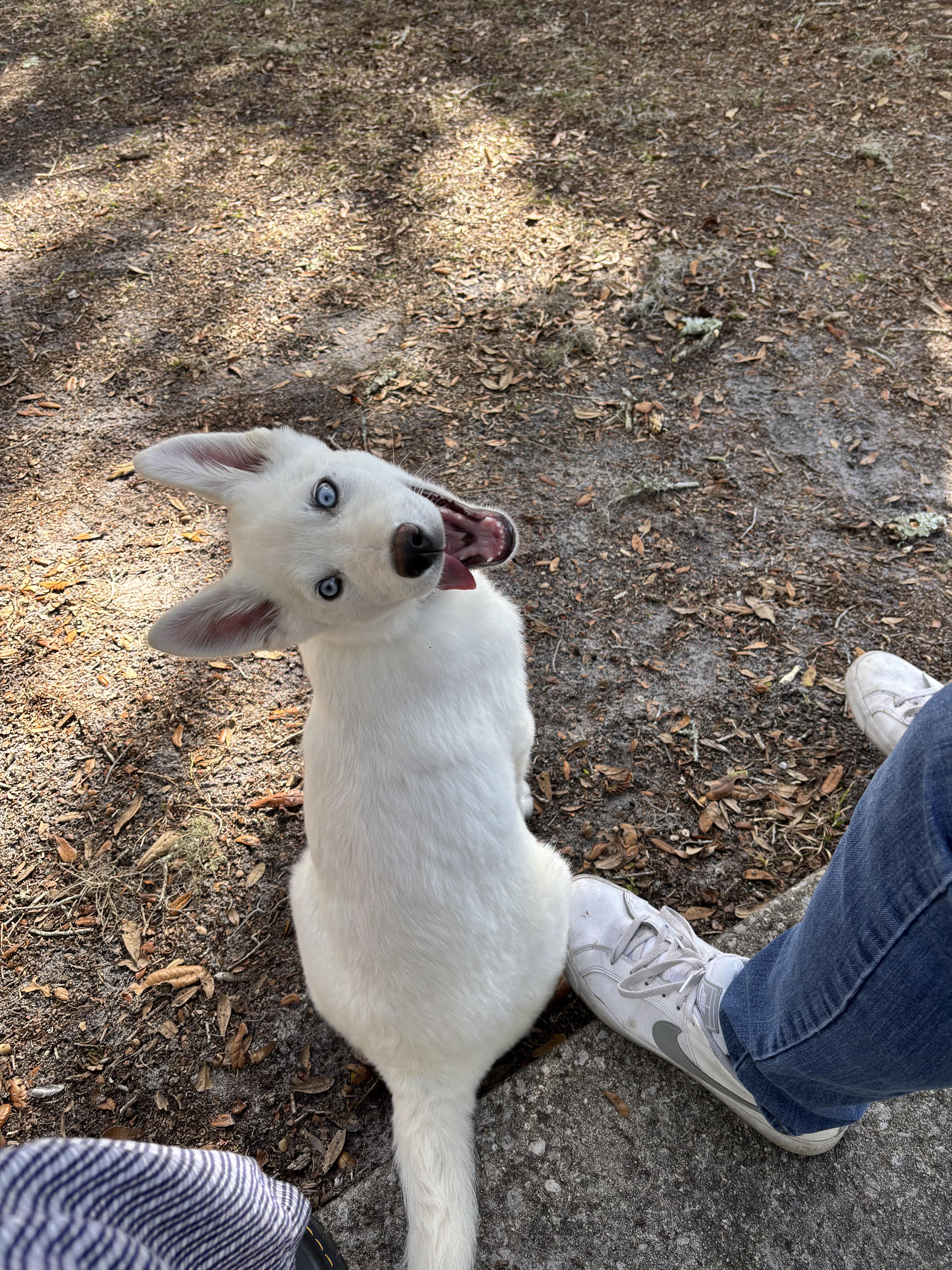 Enlarge Apollo, a Adopted mixed breed in Bradenton, FL image 4/6