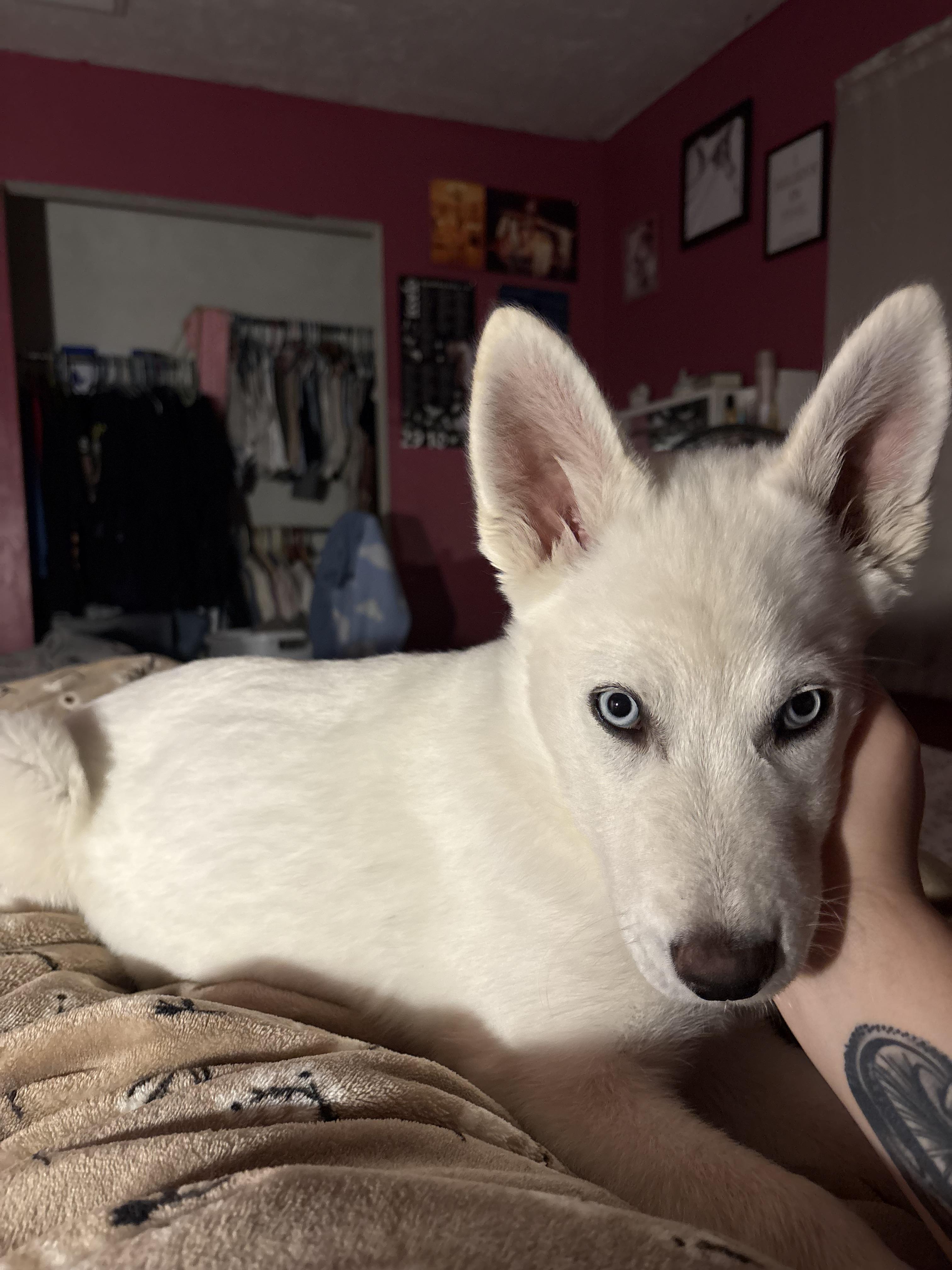 Enlarge Apollo, a Adopted mixed breed in Bradenton, FL image 5/6