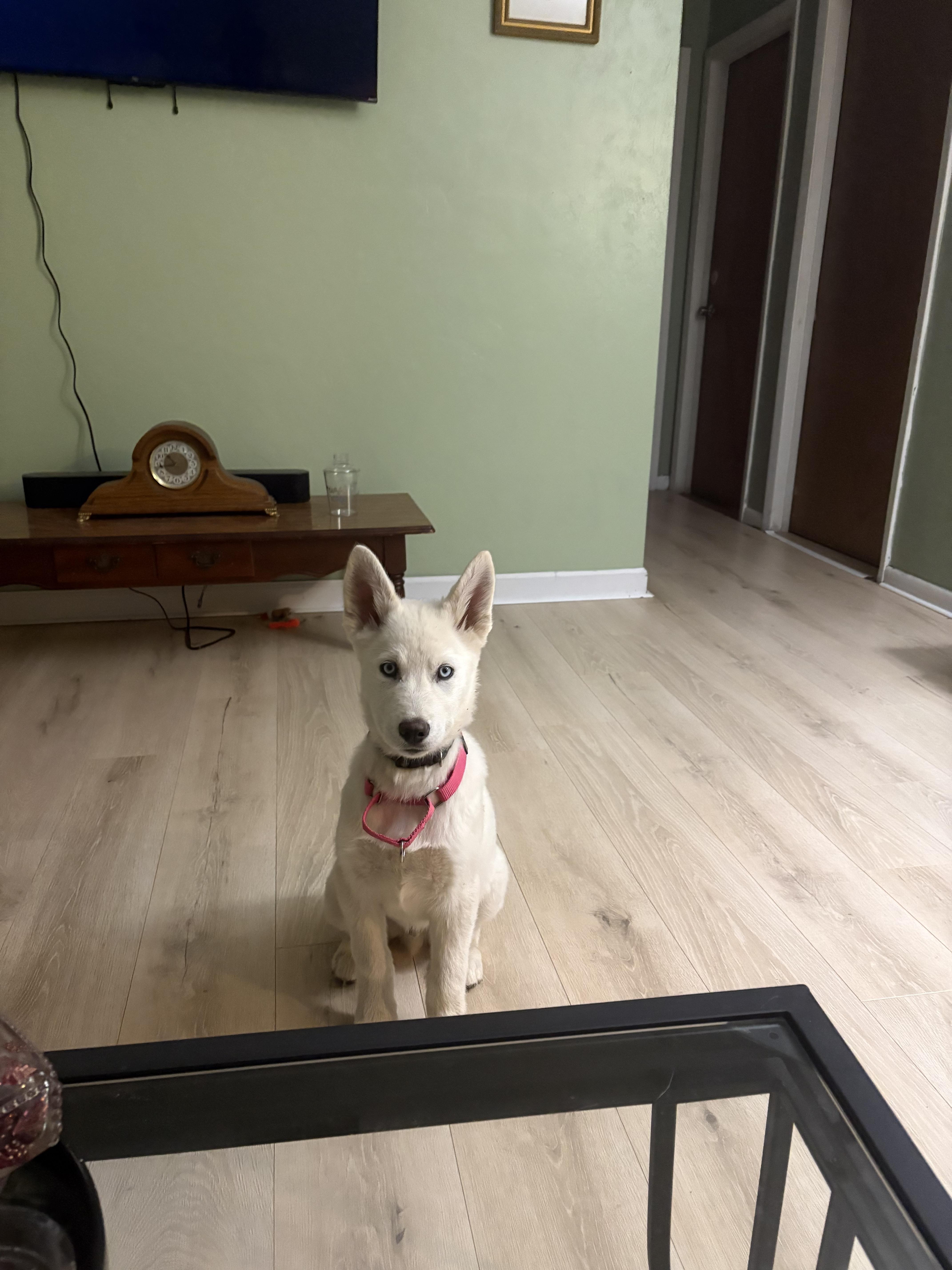 Enlarge Apollo, a Adopted mixed breed in Bradenton, FL image 6/6