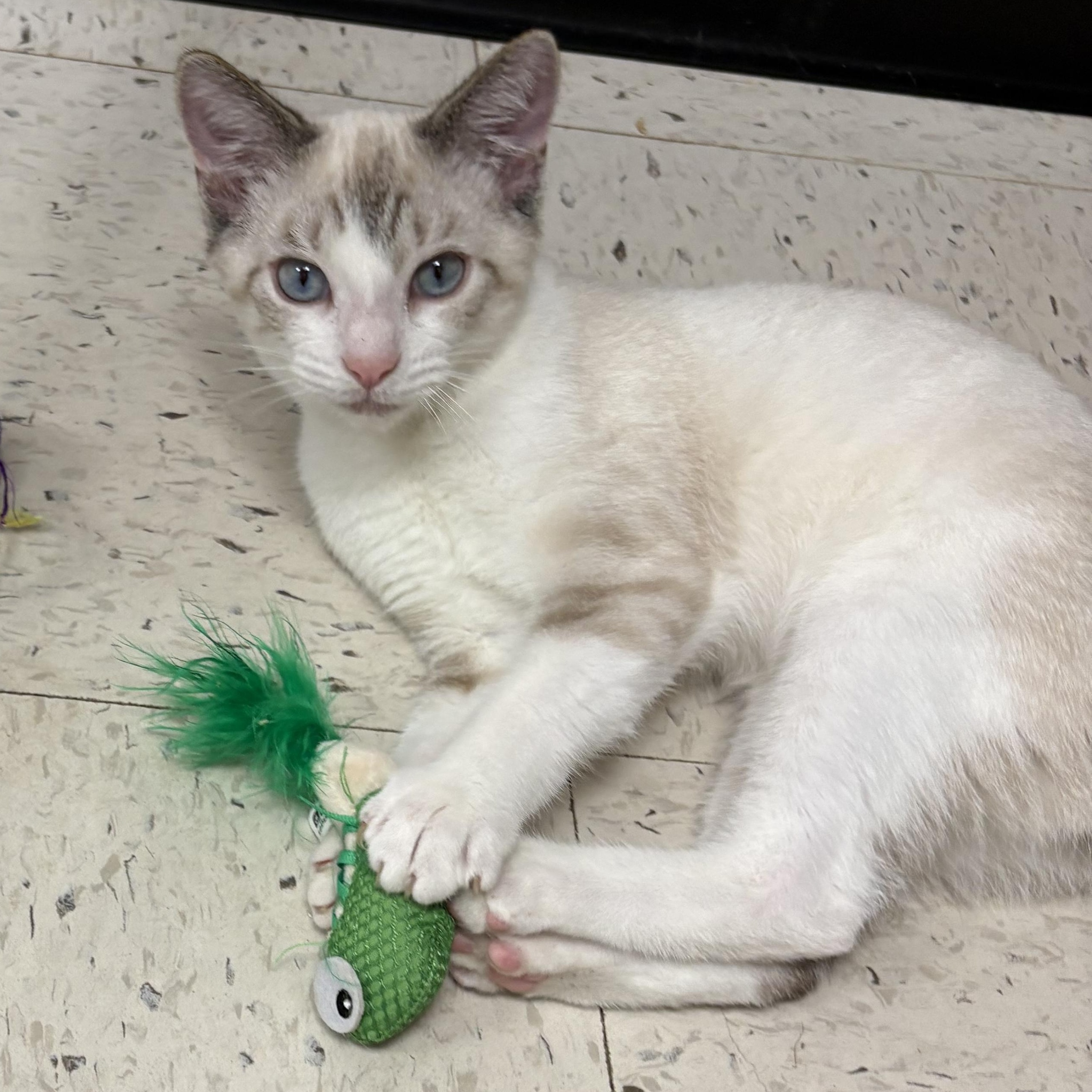 Cypress and Alpine, Adoptable, Kitten Male Siamese.