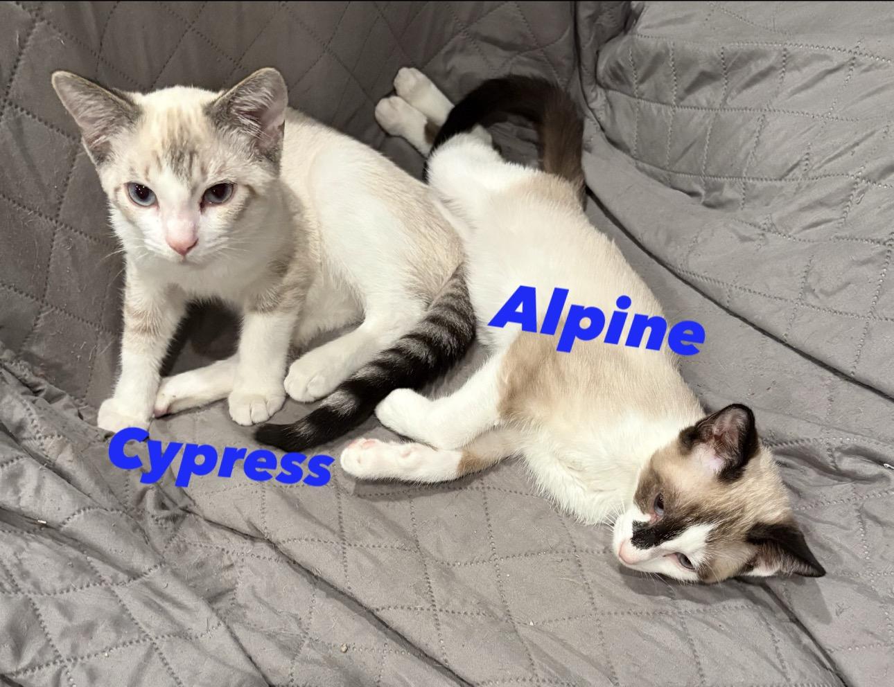 Enlarge Cypress and Alpine, a Adoptable mixed breed in Wayne , NJ image 4/5