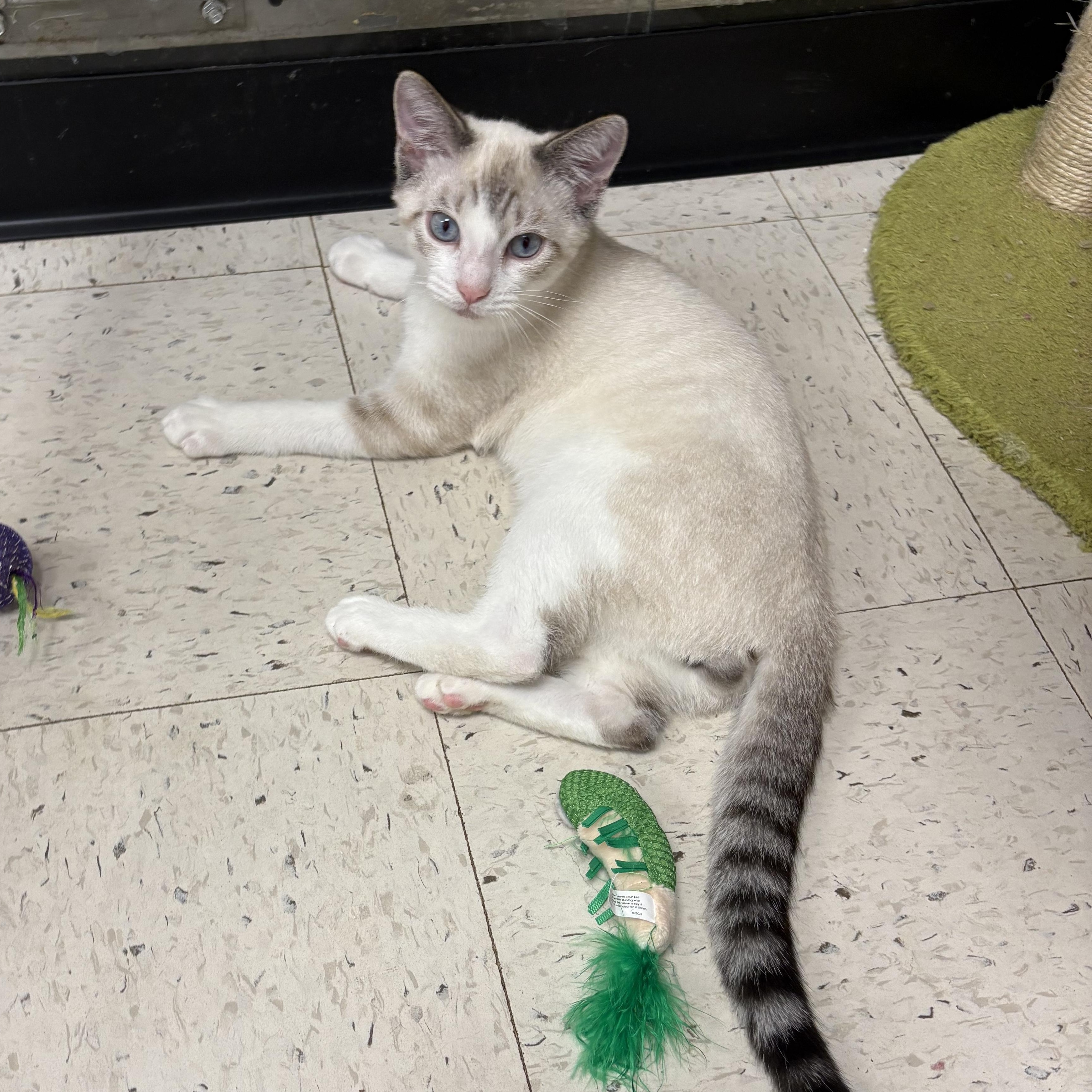 Enlarge Cypress and Alpine, a Adoptable mixed breed in Wayne , NJ image 5/5