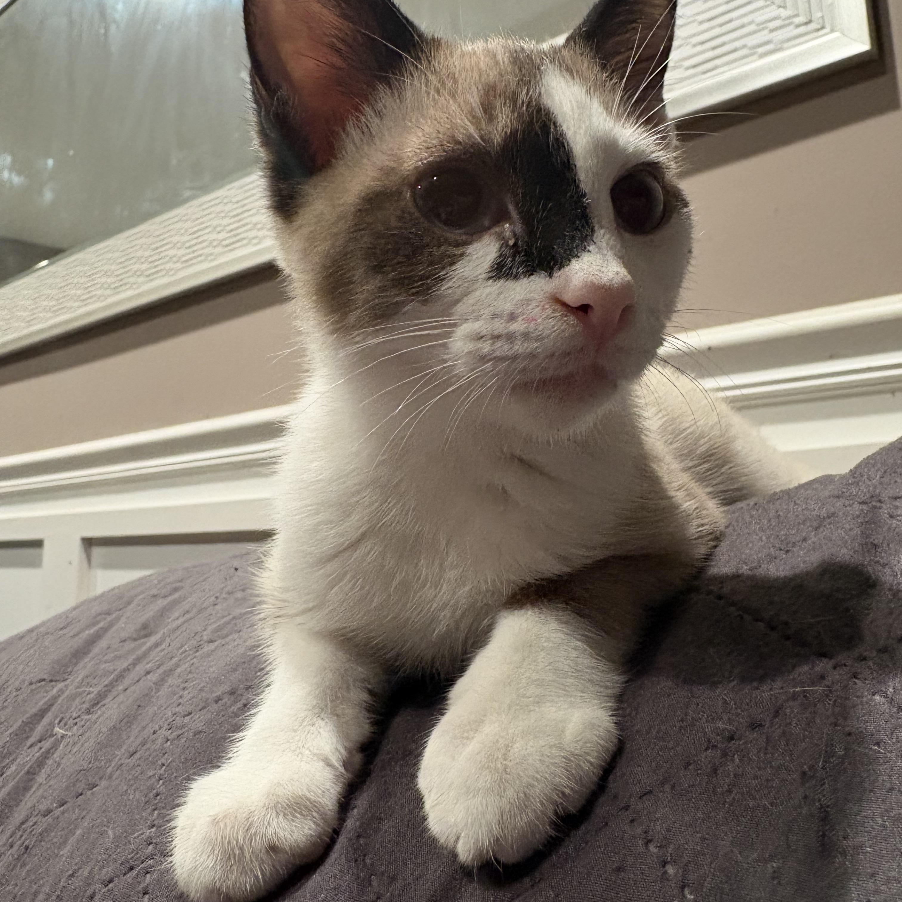 Enlarge Cypress and Alpine, a Adoptable mixed breed in Wayne , NJ image 2/5