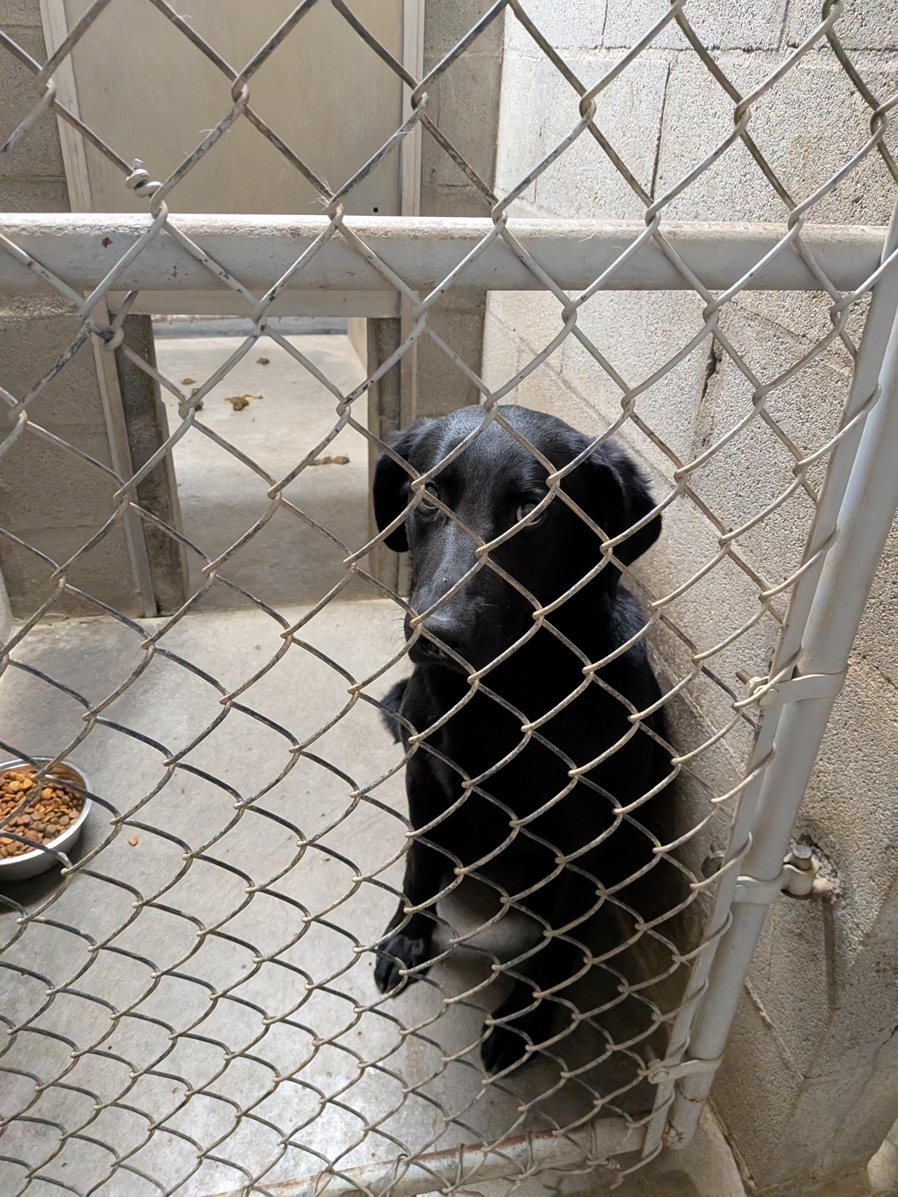 Blacky, an adopted mixed breed in Hermiston, OR image 2/4
