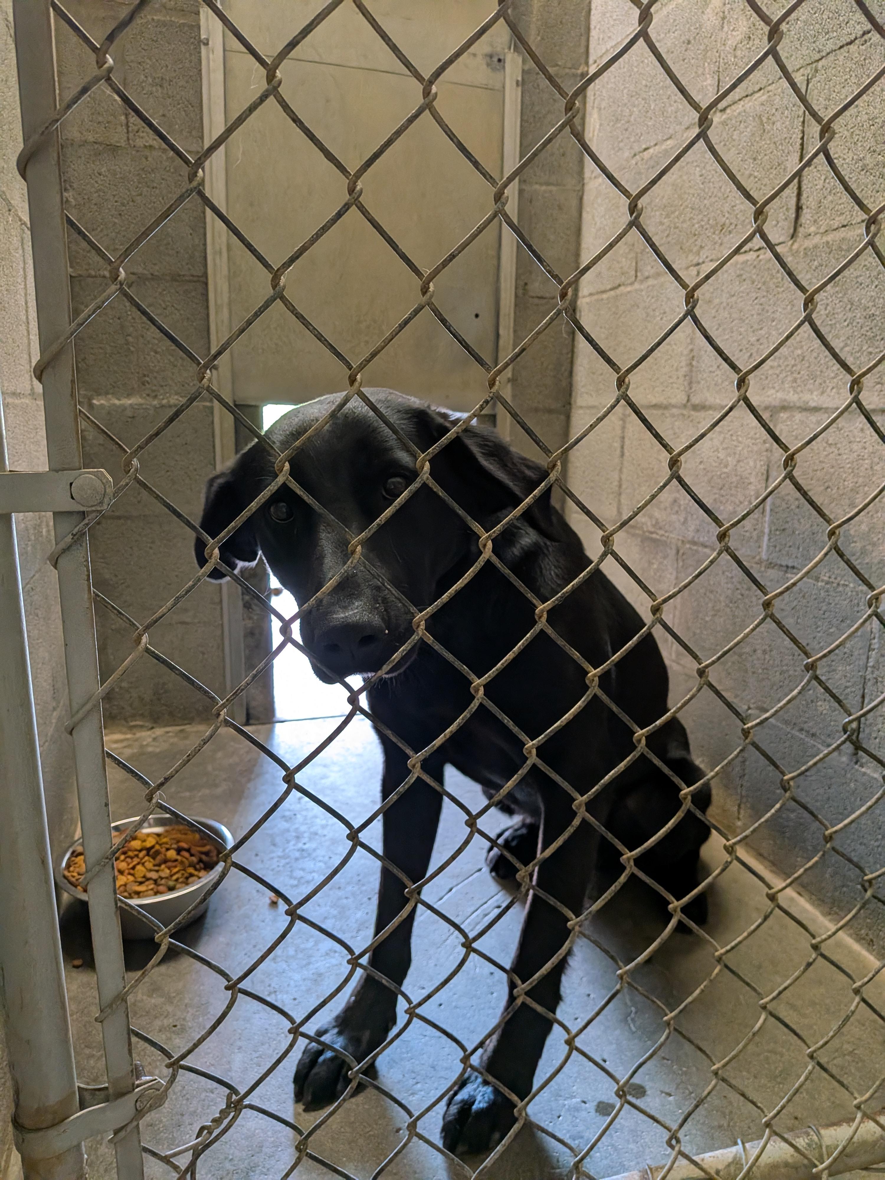 Blacky, an adopted mixed breed in Hermiston, OR image 4/4