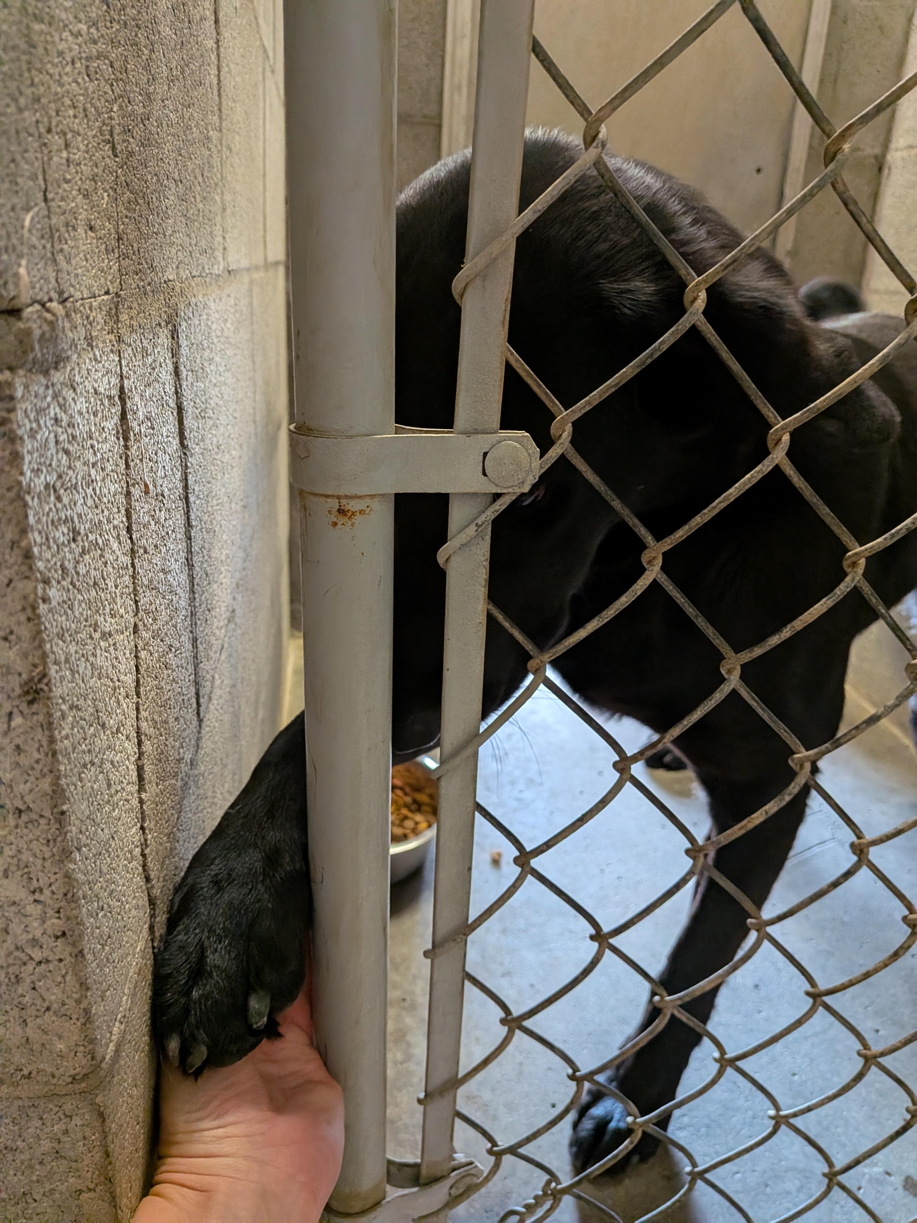 Blacky, an adopted mixed breed in Hermiston, OR image 3/4