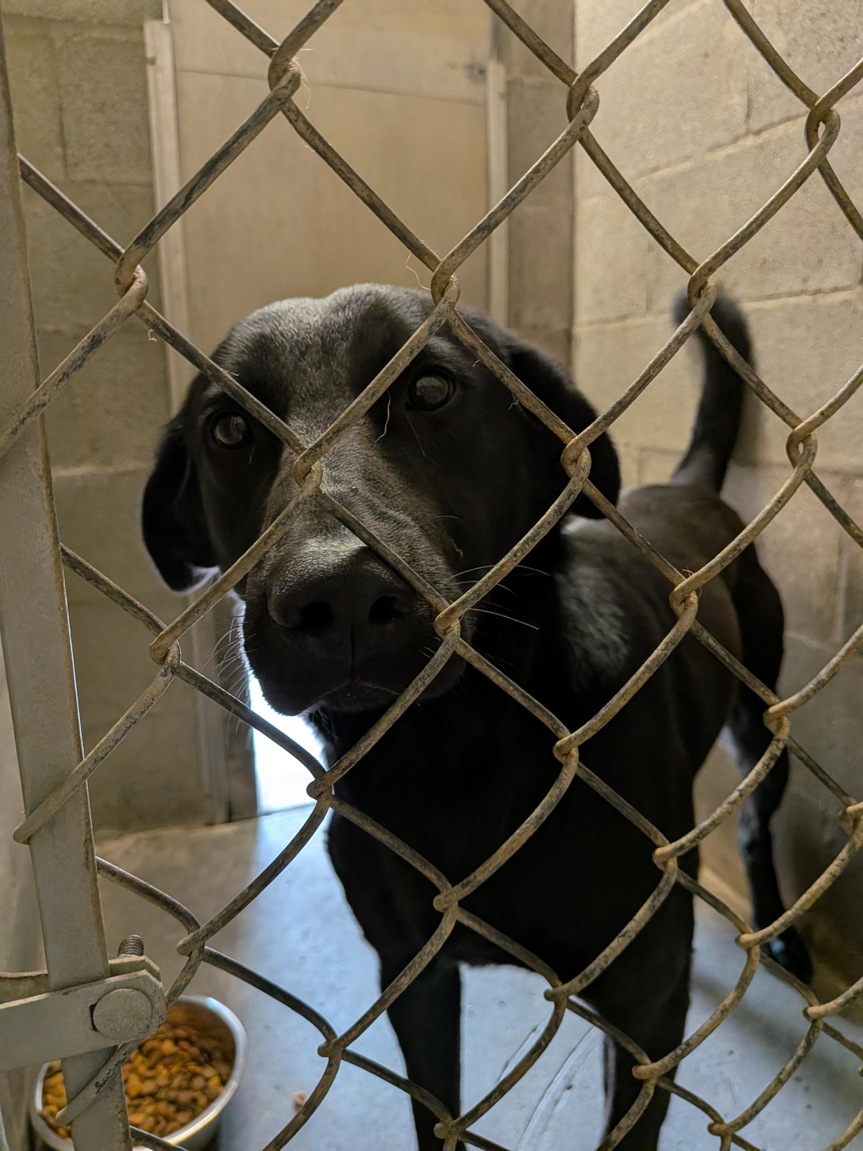 Blacky, an adopted mixed breed in Hermiston, OR image 1/4