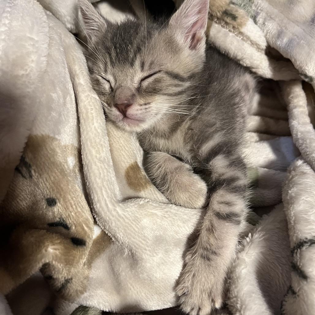Jerry, Adoptable, Kitten Male Domestic Medium Hair.