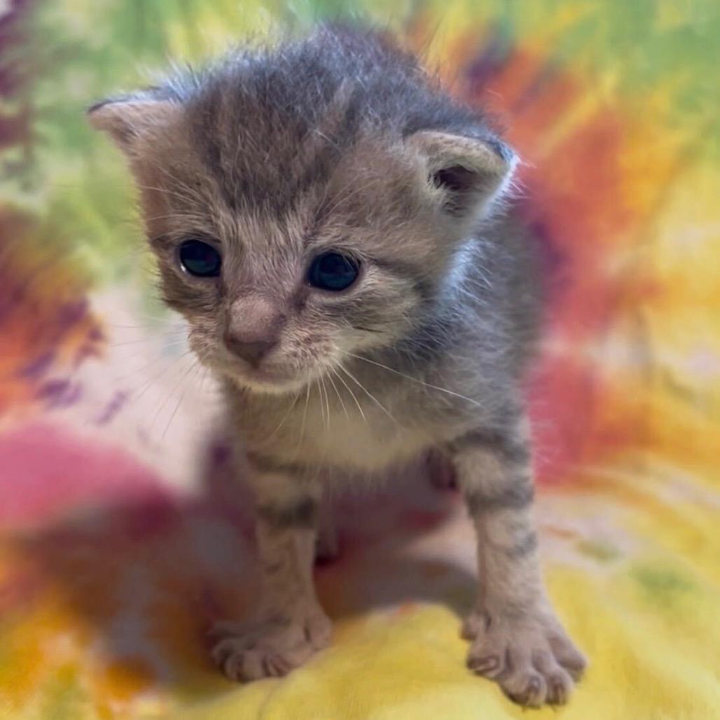Enlarge Jerry, a Adoptable Domestic Medium Hair in Pahoa, HI image 4/6