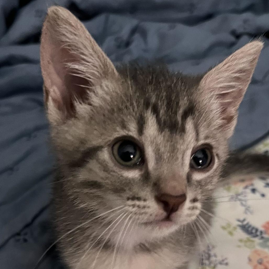 Enlarge Jerry, a Adoptable Domestic Medium Hair in Pahoa, HI image 6/6