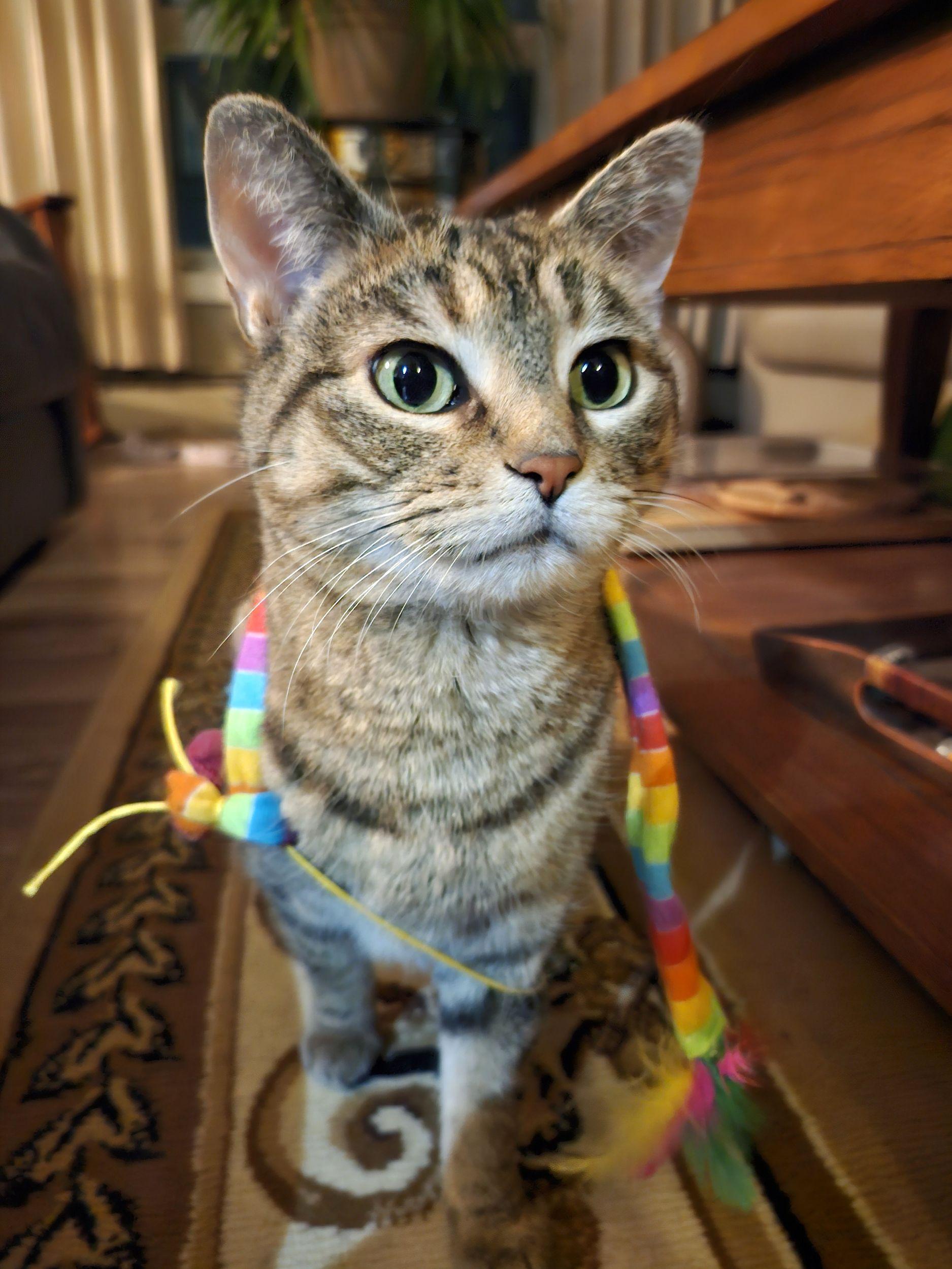 Miss Monroe, ADOPTABLE, Adult Female Domestic Short Hair.