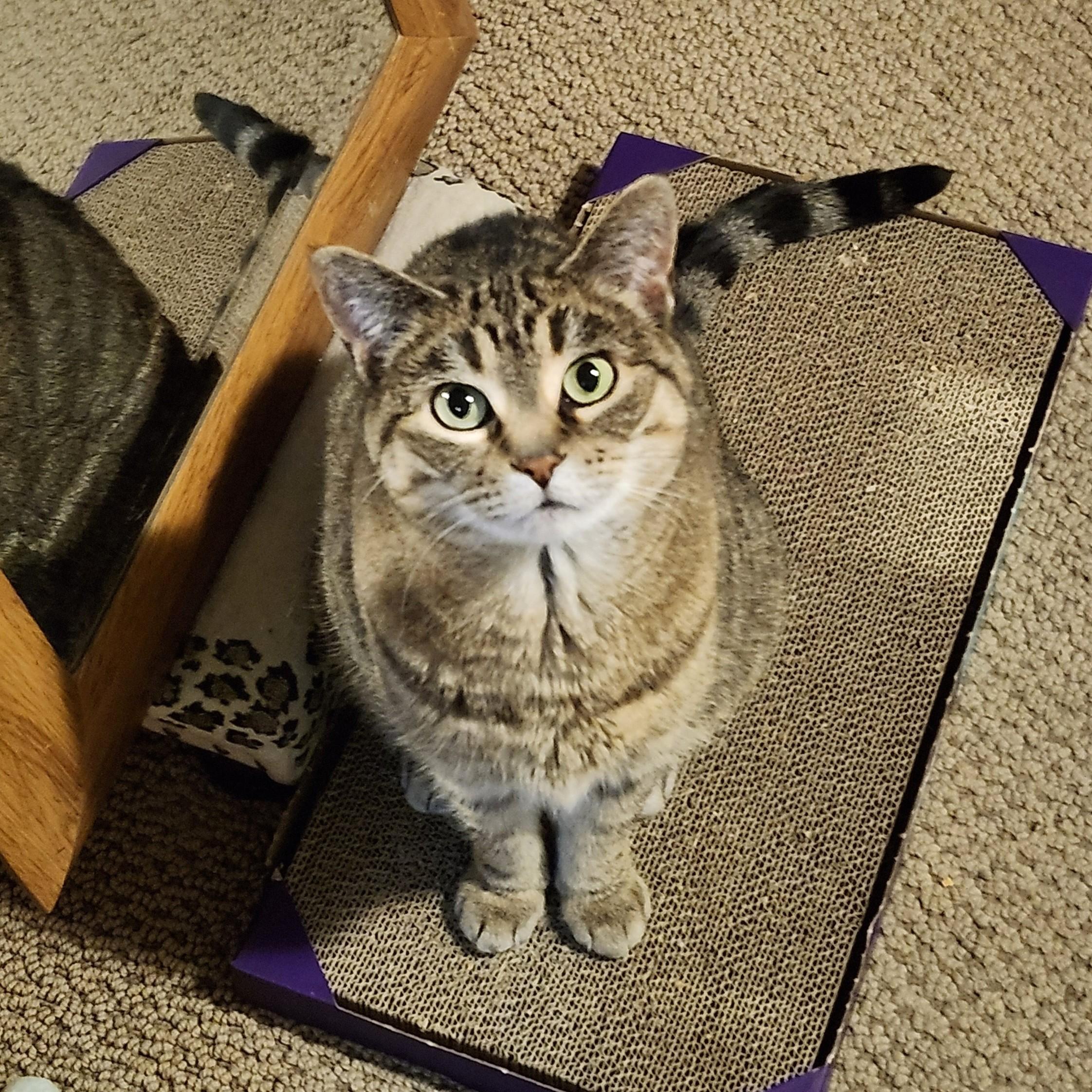 Enlarge Miss Monroe, a ADOPTABLE Domestic Short Hair in Calgary, AB image 4/4