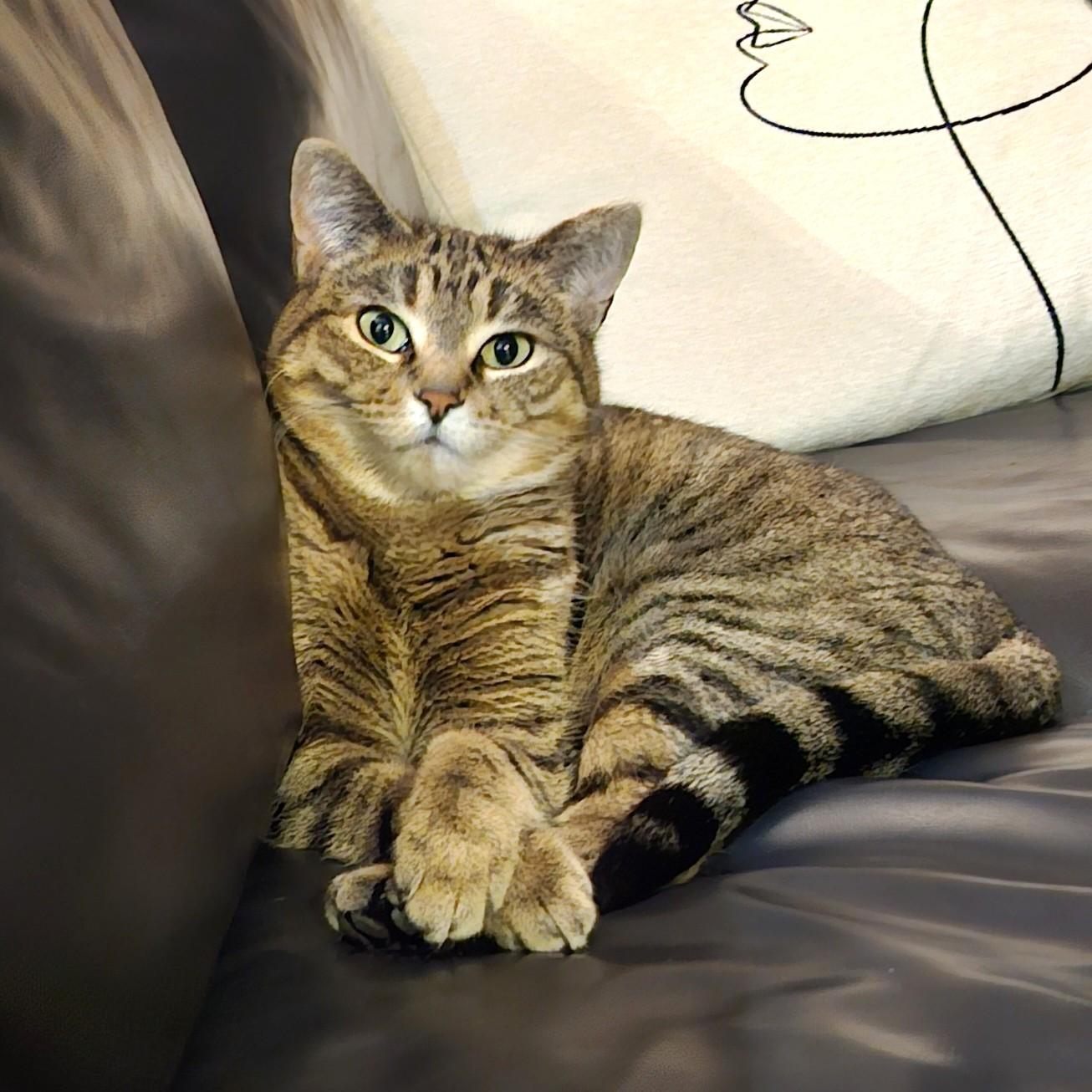 Enlarge Miss Monroe, a ADOPTABLE Domestic Short Hair in Calgary, AB image 2/4