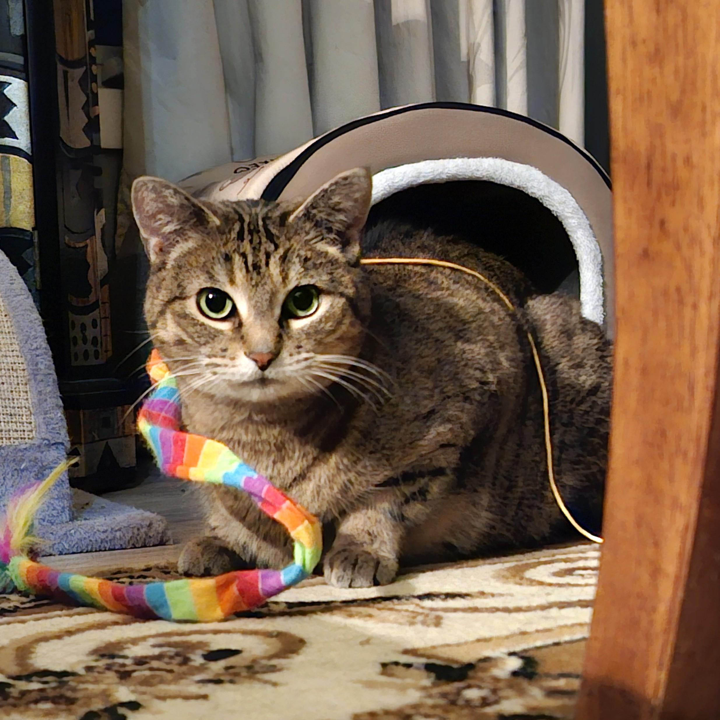 Enlarge Miss Monroe, a ADOPTABLE Domestic Short Hair in Calgary, AB image 3/4