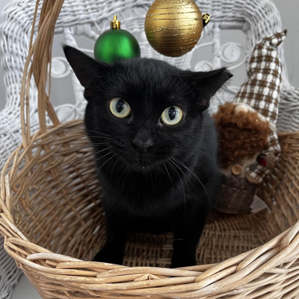 Drei Heidi A-55496, Adoptable, Adult Female Domestic Short Hair.