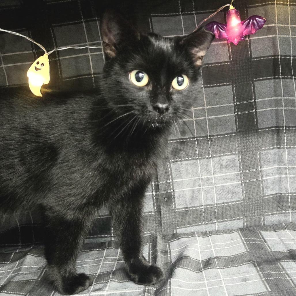 Enlarge Drei Heidi A-55496, a Adoptable Domestic Short Hair in Eaton Rapids, MI image 2/5