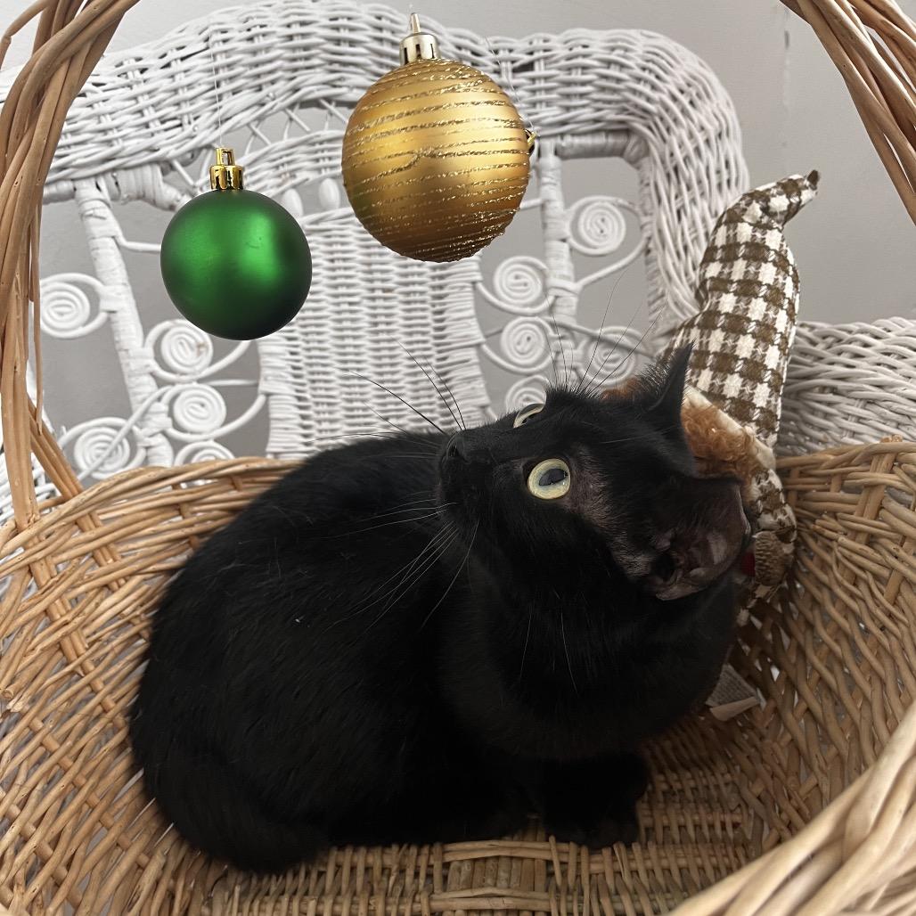 Enlarge Drei Heidi A-55496, a Adoptable Domestic Short Hair in Eaton Rapids, MI image 3/5