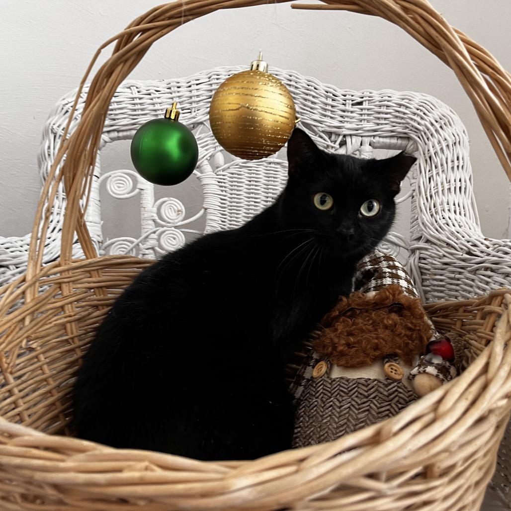 Enlarge Drei Heidi A-55496, a Adoptable Domestic Short Hair in Eaton Rapids, MI image 4/5