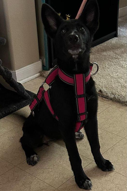 Stormy, a Adoptable mixed breed in MONTGOMERY, TX image 1/2