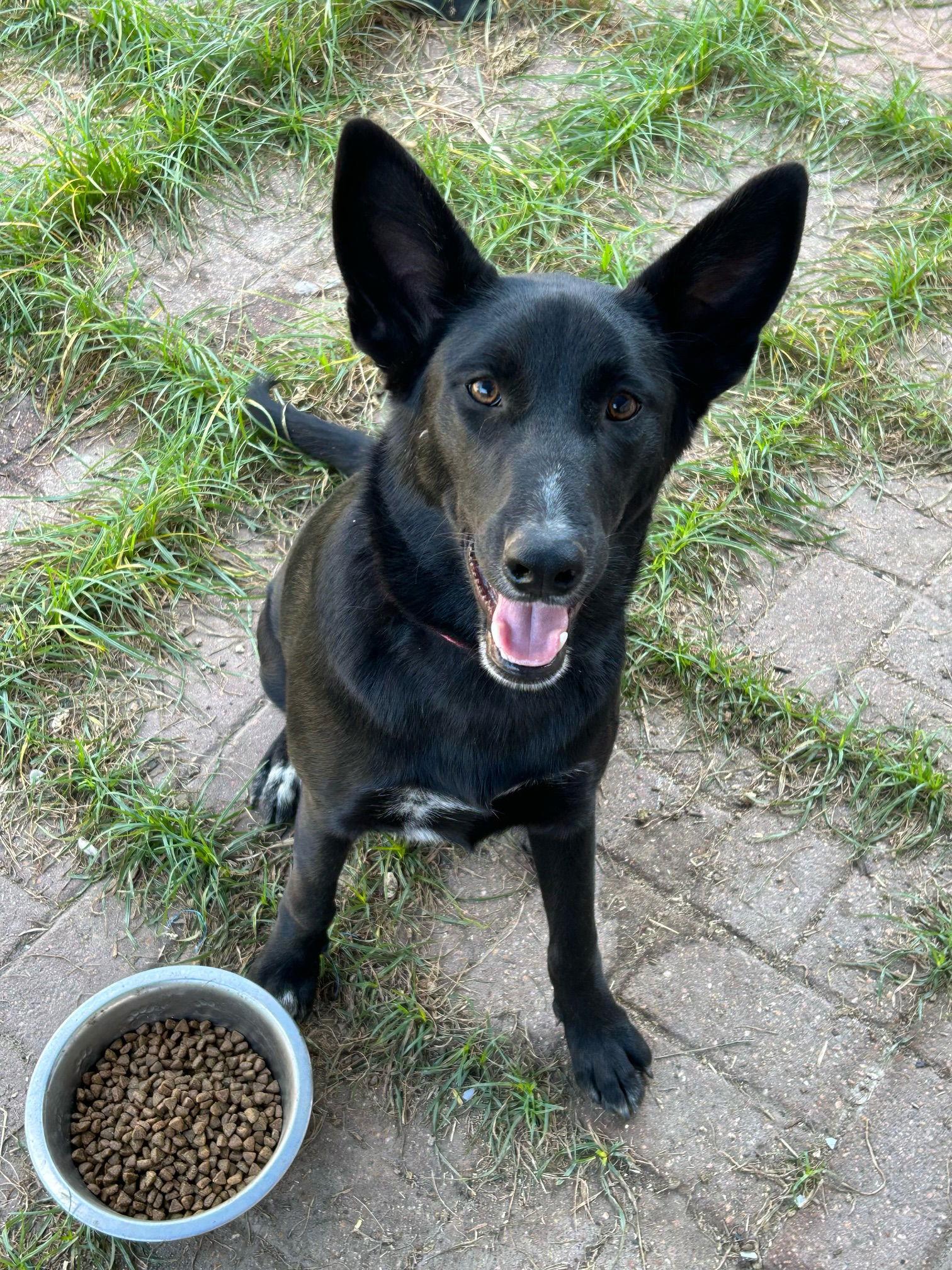 Stormy, a Adoptable mixed breed in MONTGOMERY, TX image 2/2