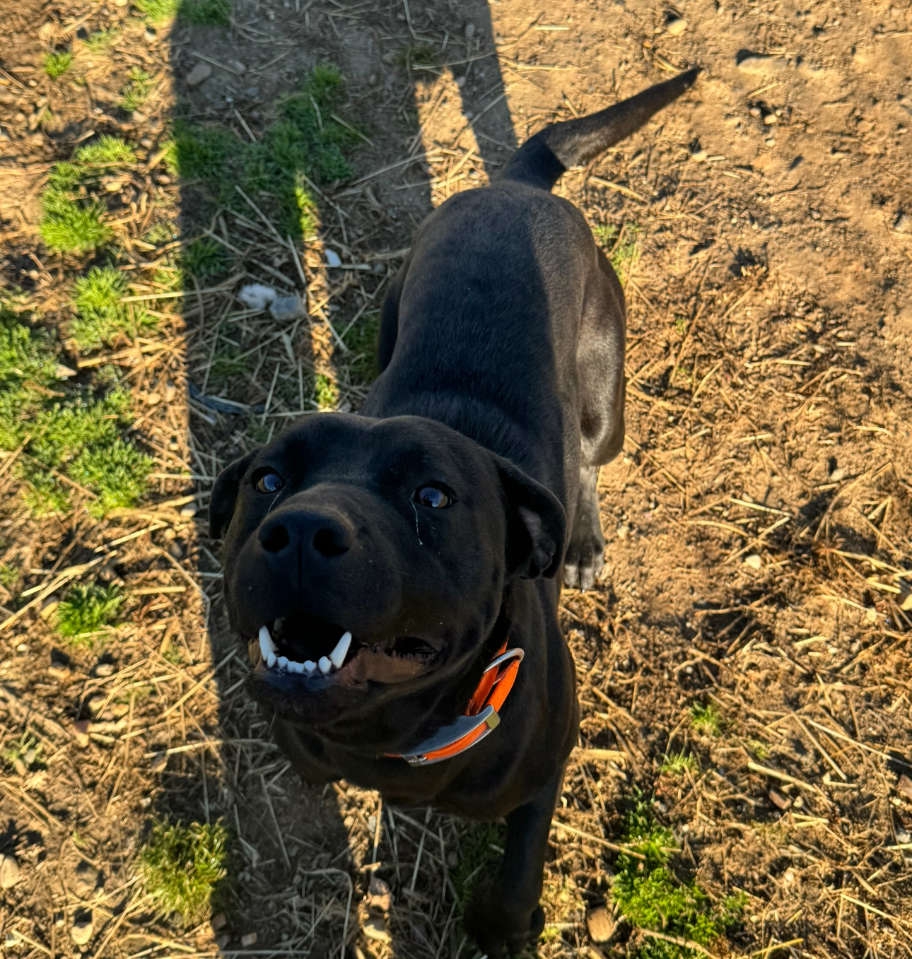 Enlarge Lefty, a Adoptable mixed breed in Glenwood, AR image 2/3