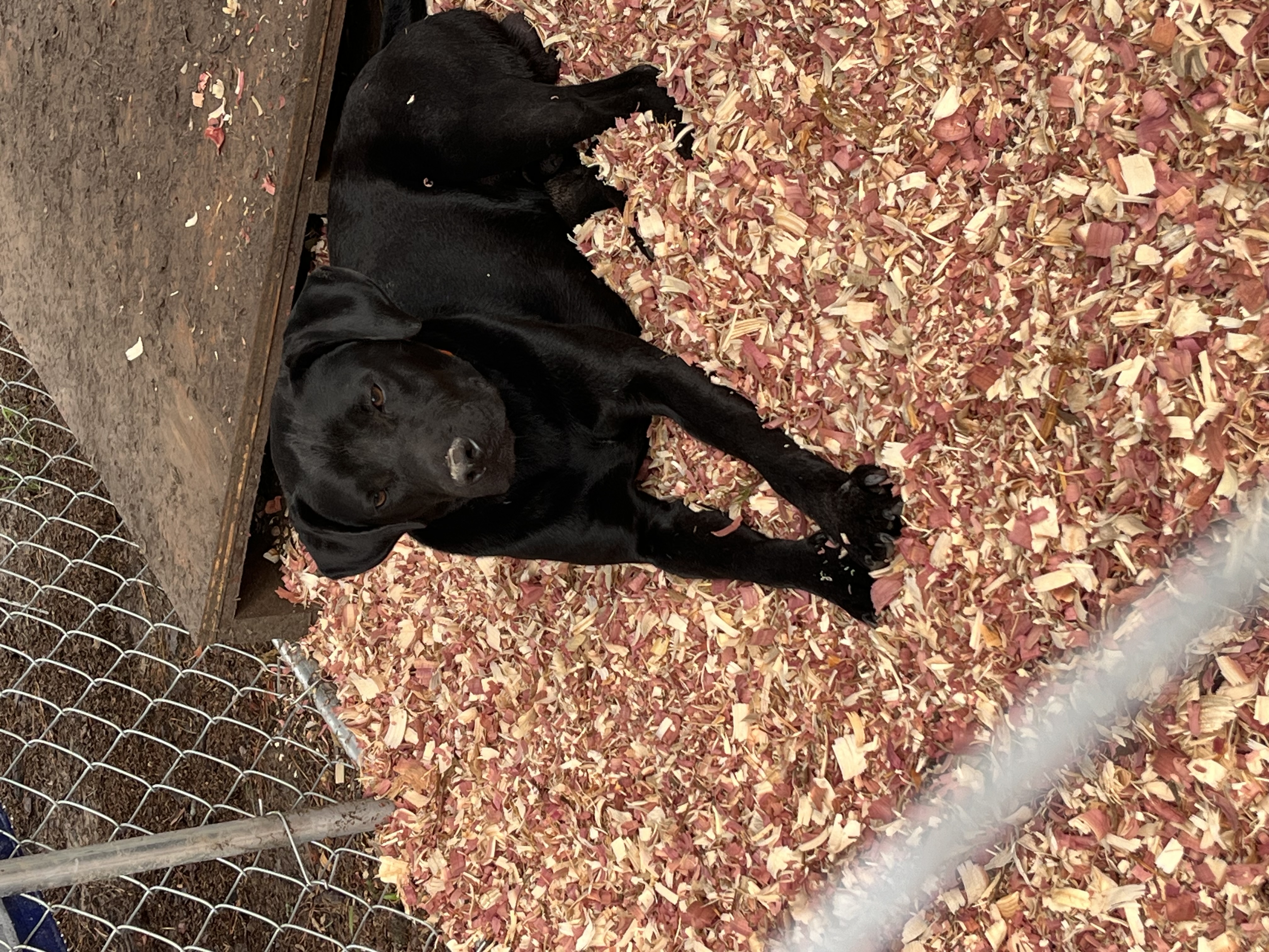Enlarge Lefty, a Adoptable mixed breed in Glenwood, AR image 1/3